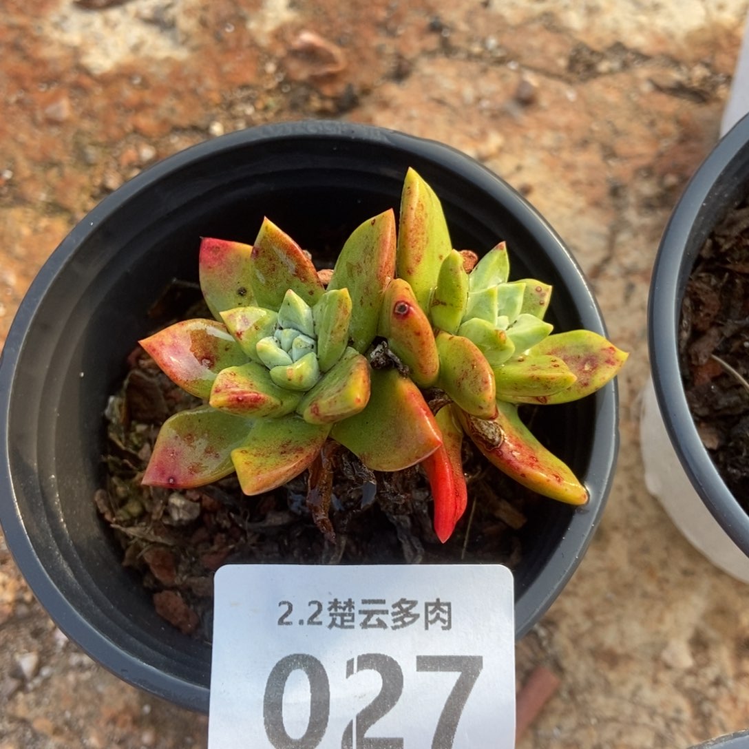 027厚叶玫瑰多肉植物