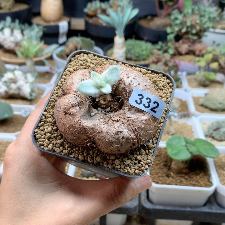 断崖女王带盆332