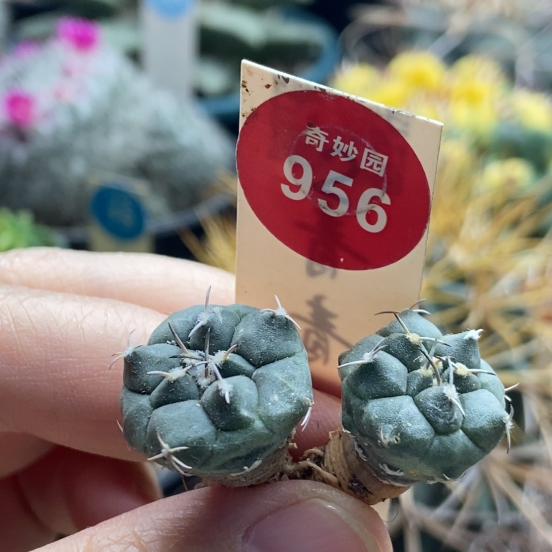实生冬云娇丽两颗仙人球