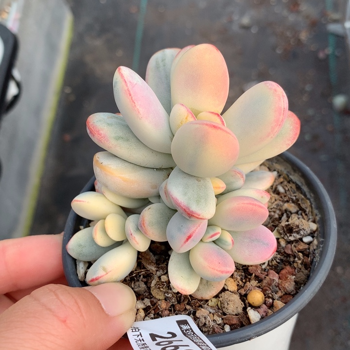 乒乓福娘锦多肉植物