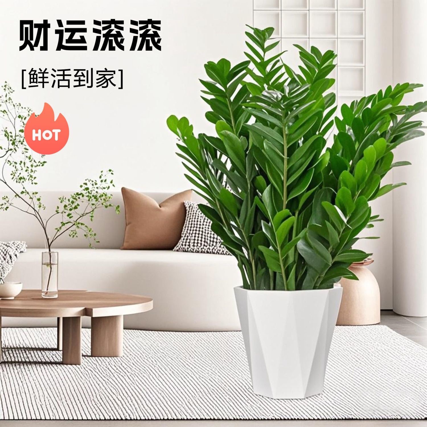 金钱树【80-90】公分盆栽室内客厅办公室净化空气好养绿植