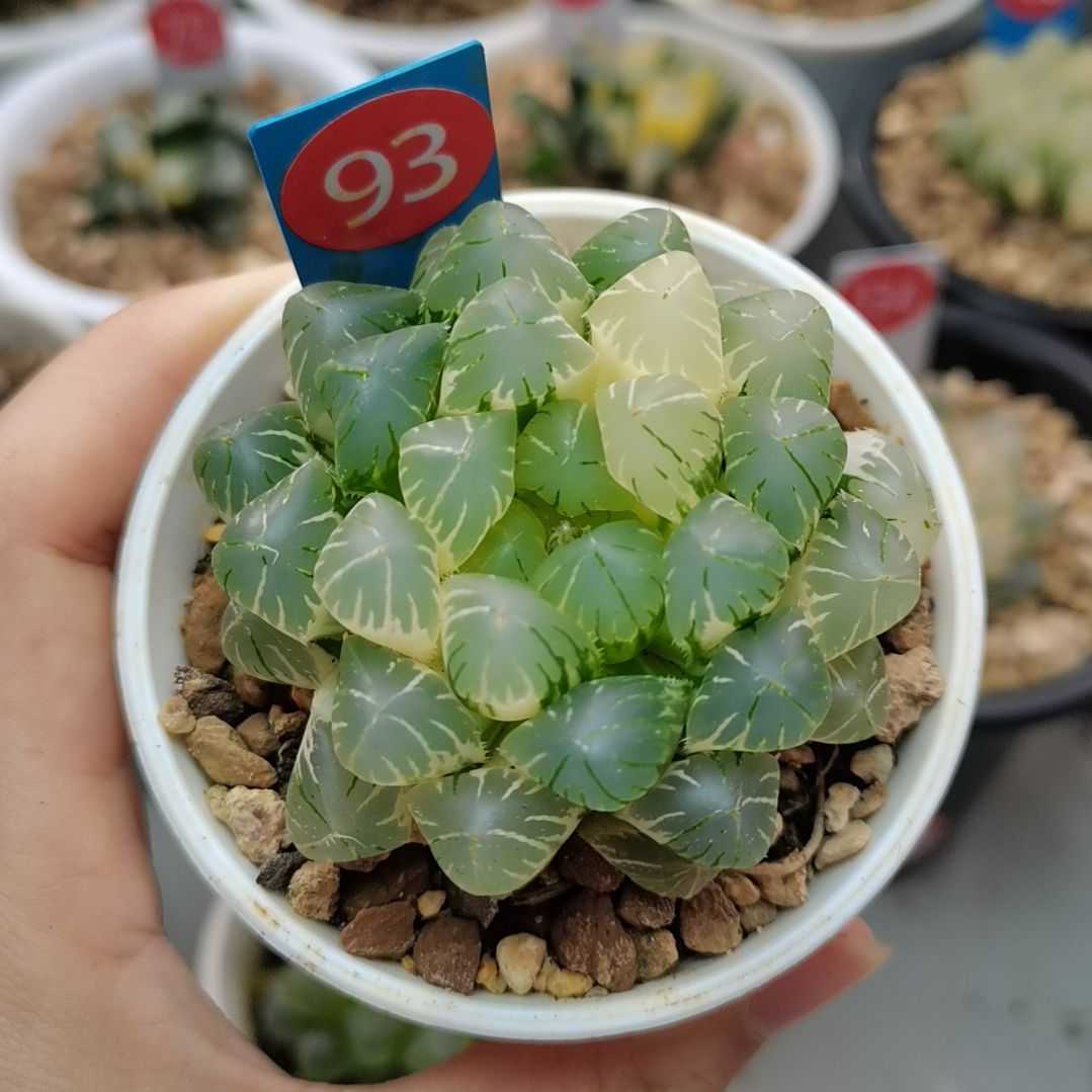 93号花翼玉露锦一物一拍带盆土发货