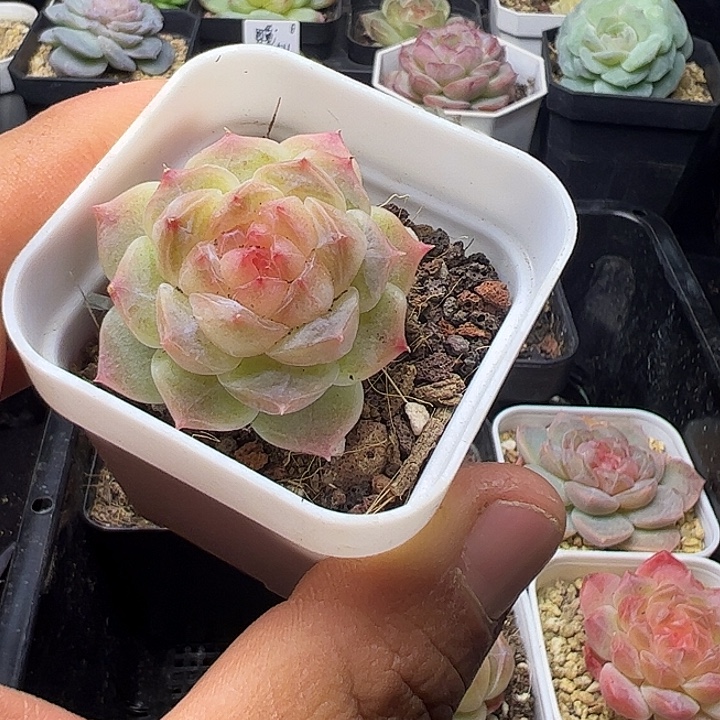 单头珍妮带盆发货1