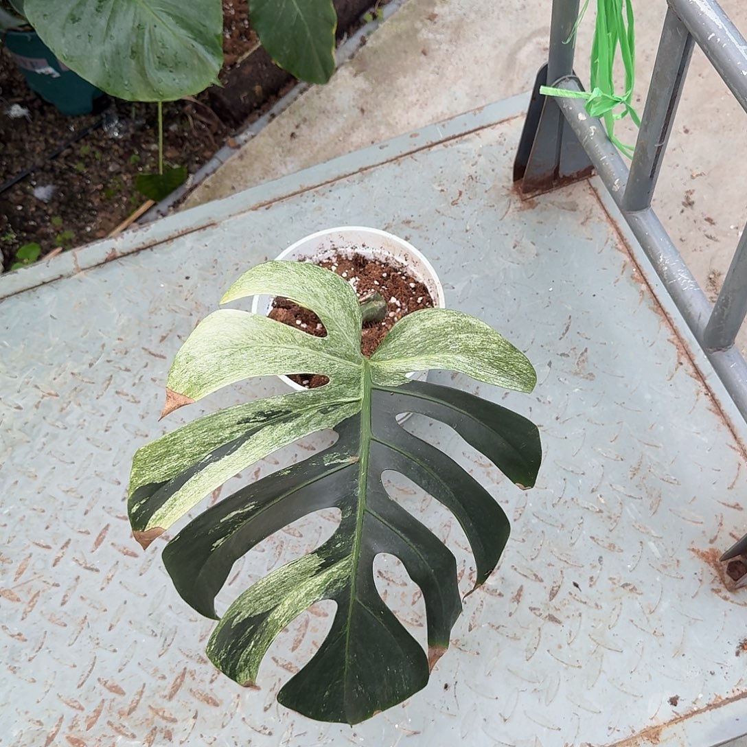 董***O无花朵龟背竹一物一拍