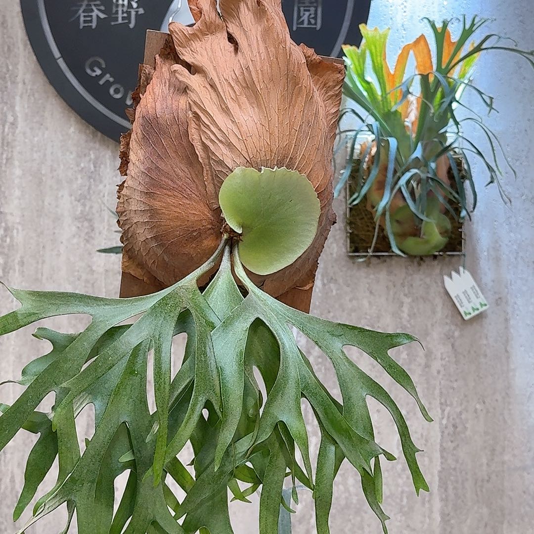 不开花植物菲律宾皇冠孢播鹿角蕨