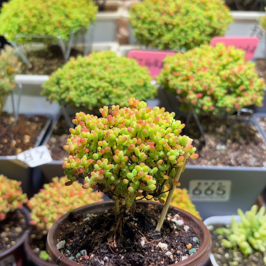 枝干番杏密橘糖球799