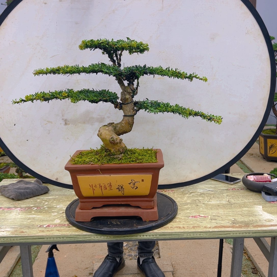 盆景红芽菊花珍珠罗汉松