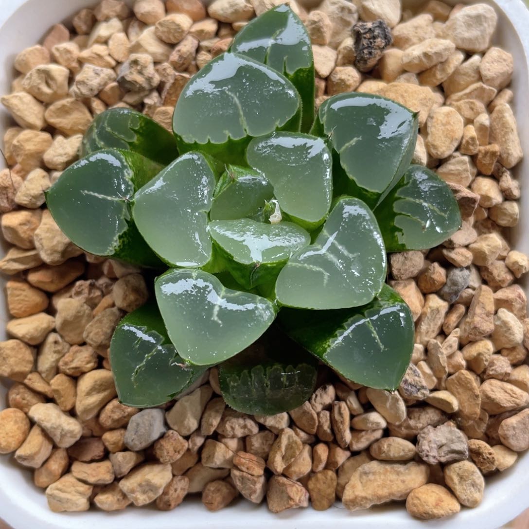 101 姬翠克  多肉十二卷