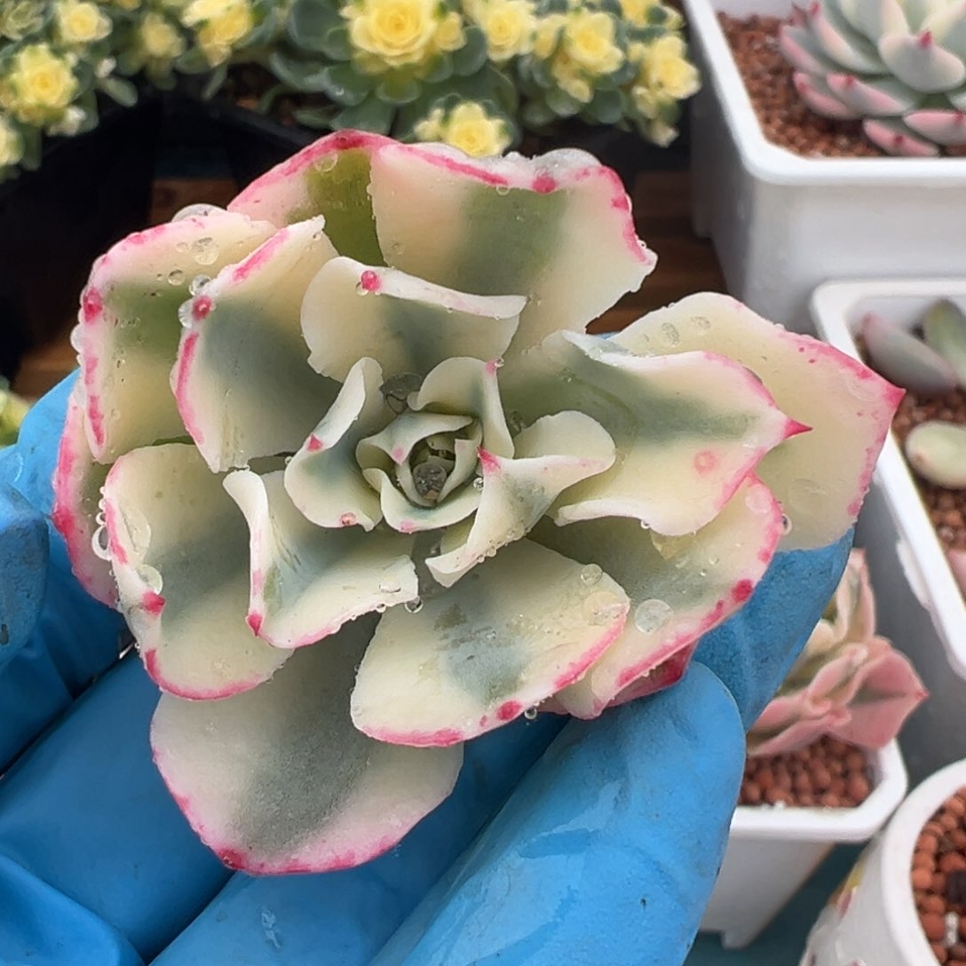 海啸锦，覆轮锦侧头砍头无根