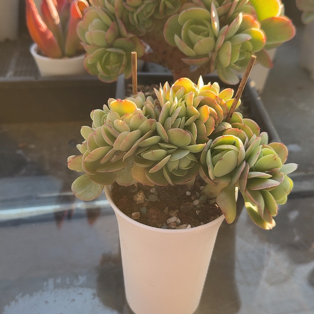 郭***姐碧桃缀化多肉植物两颗