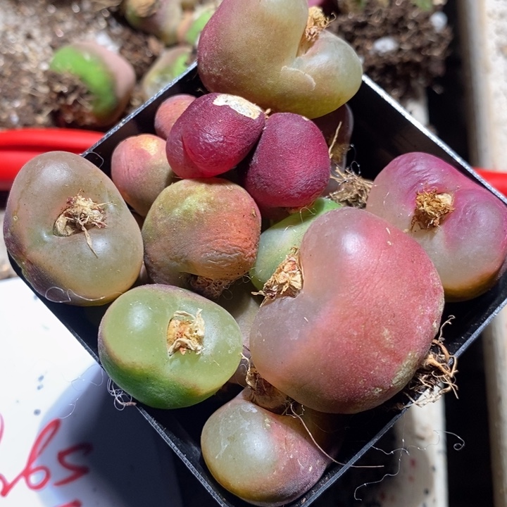 茵**你19265有伤一组一组