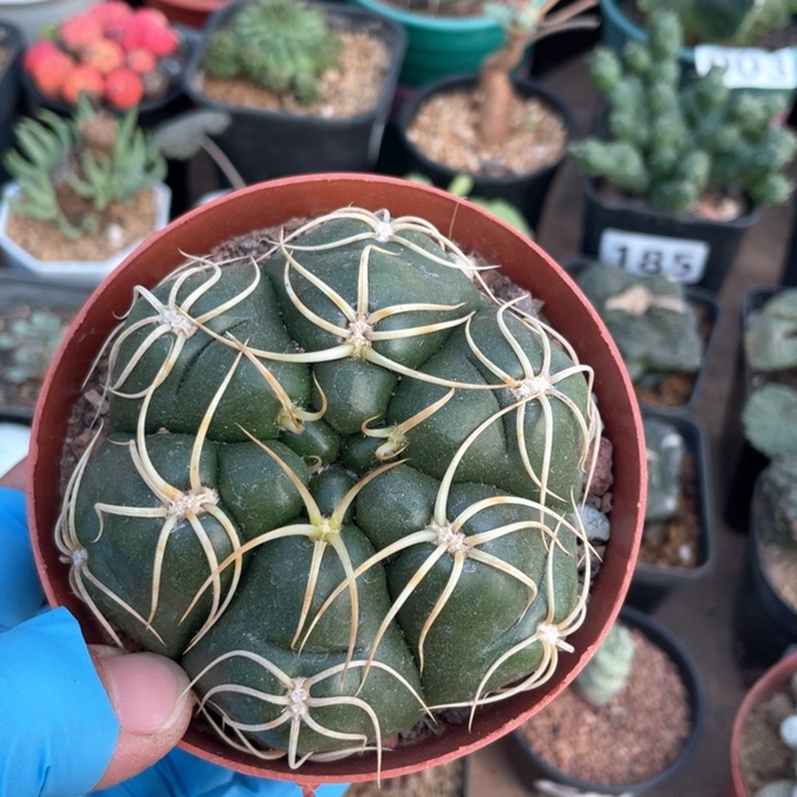 116实生趴刺高木海王