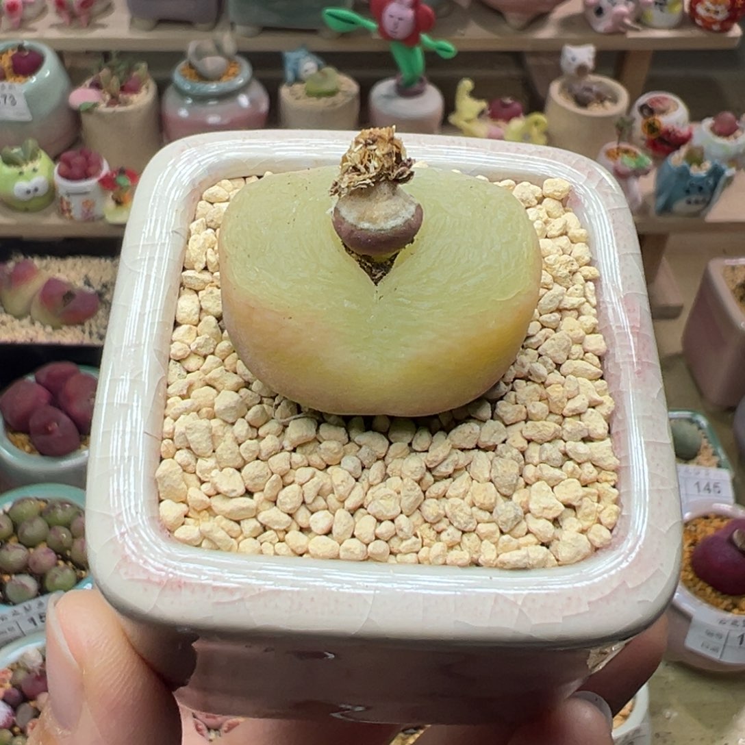 多肉植物198号粉白窗