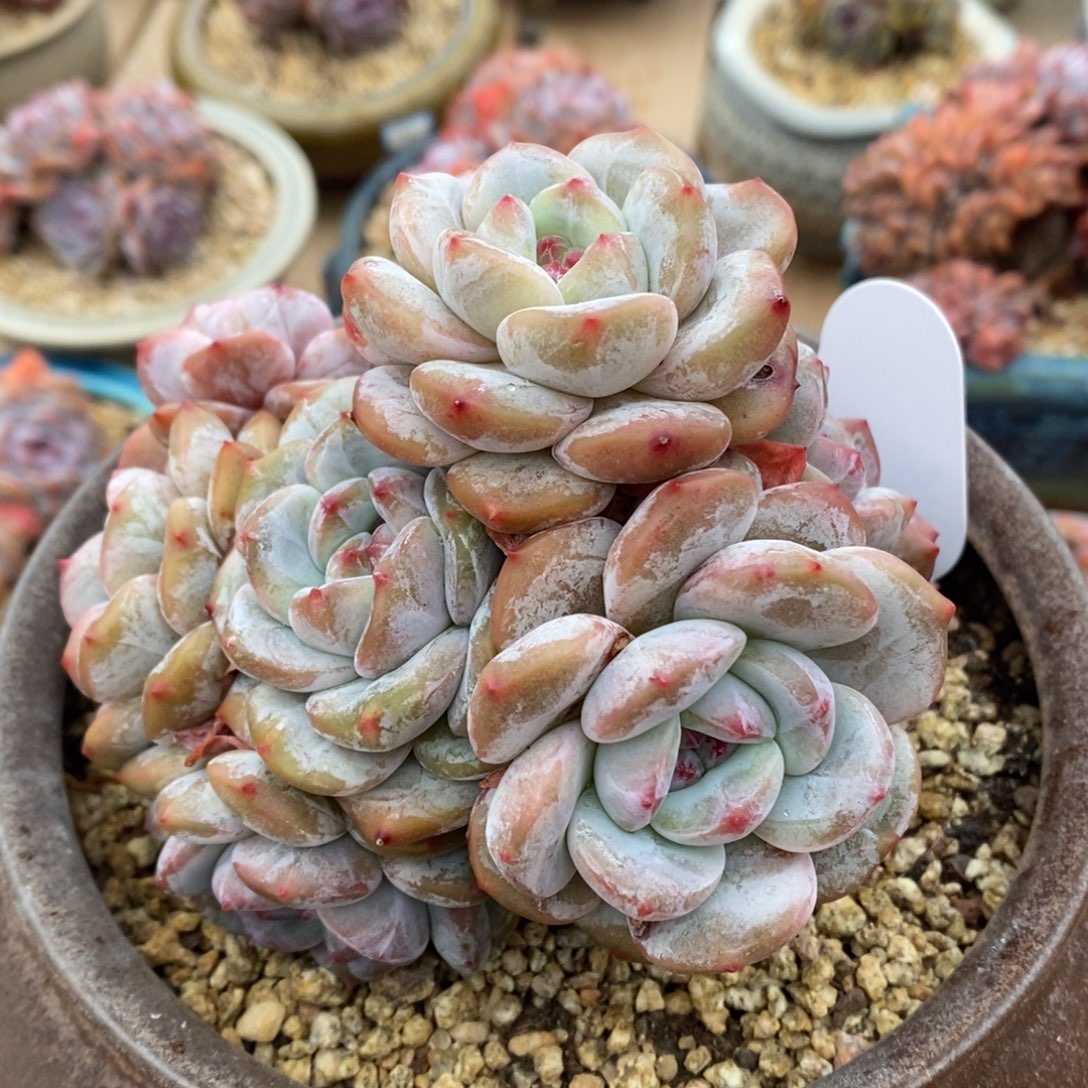 十一头树短肥圆透着