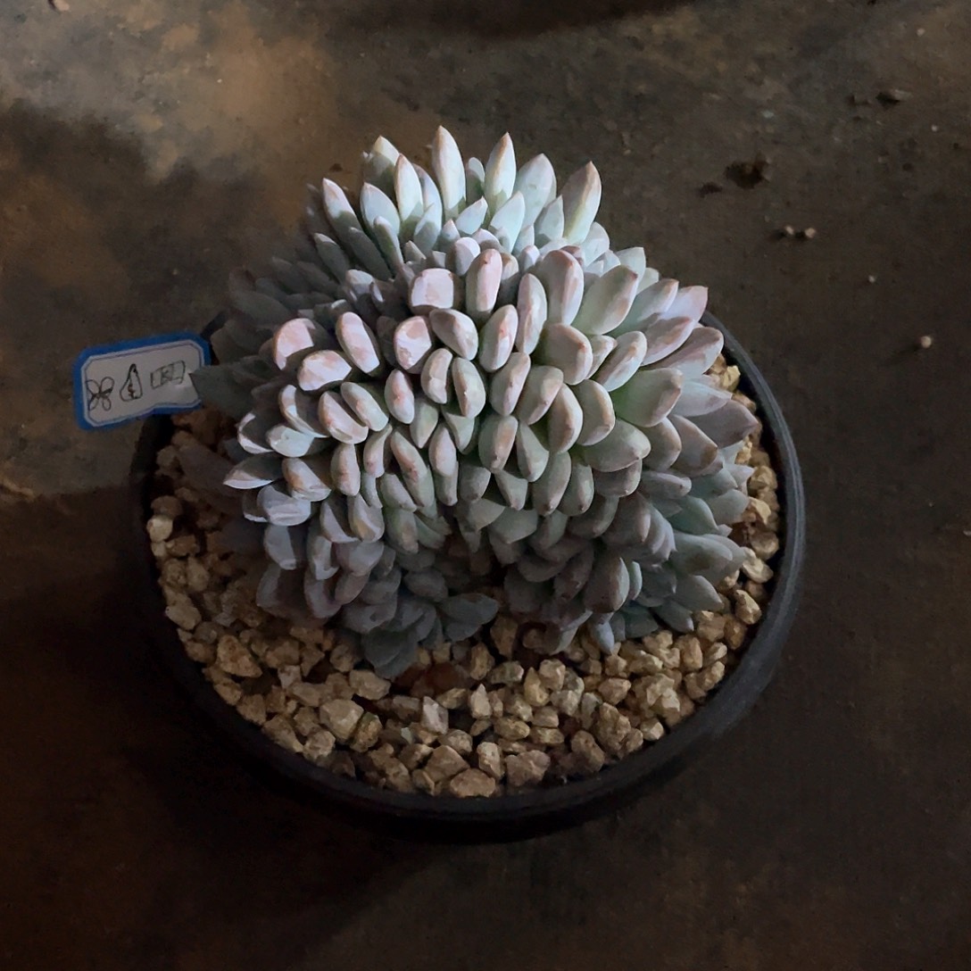 ?***&多肉植物多肉植物