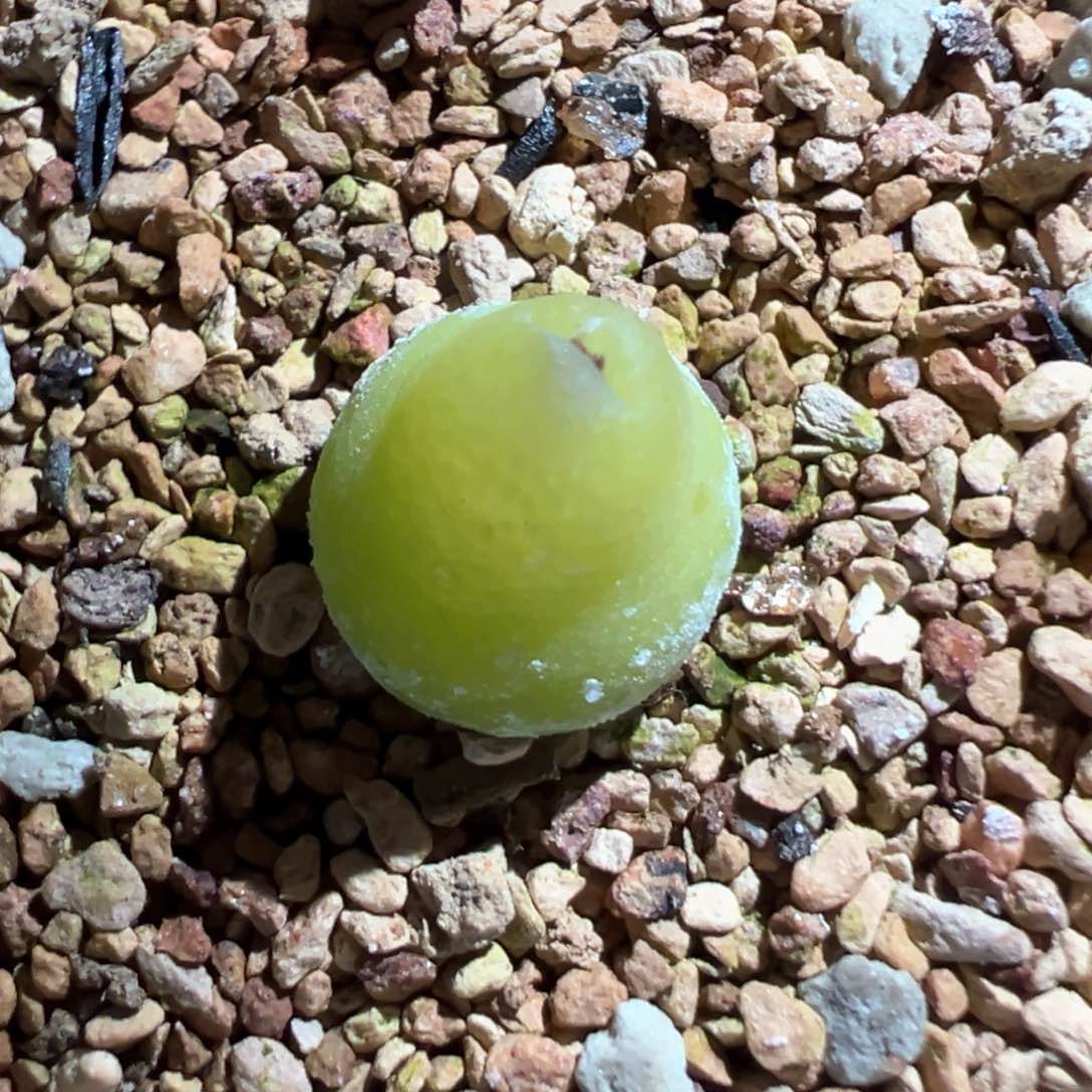 大葫芦 肉锥植物