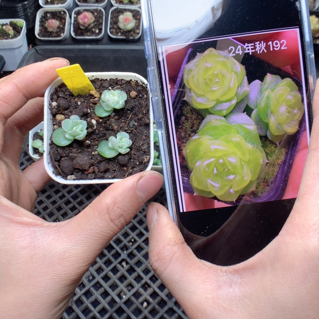 无花朵t48。 3颗量拍yyyyy