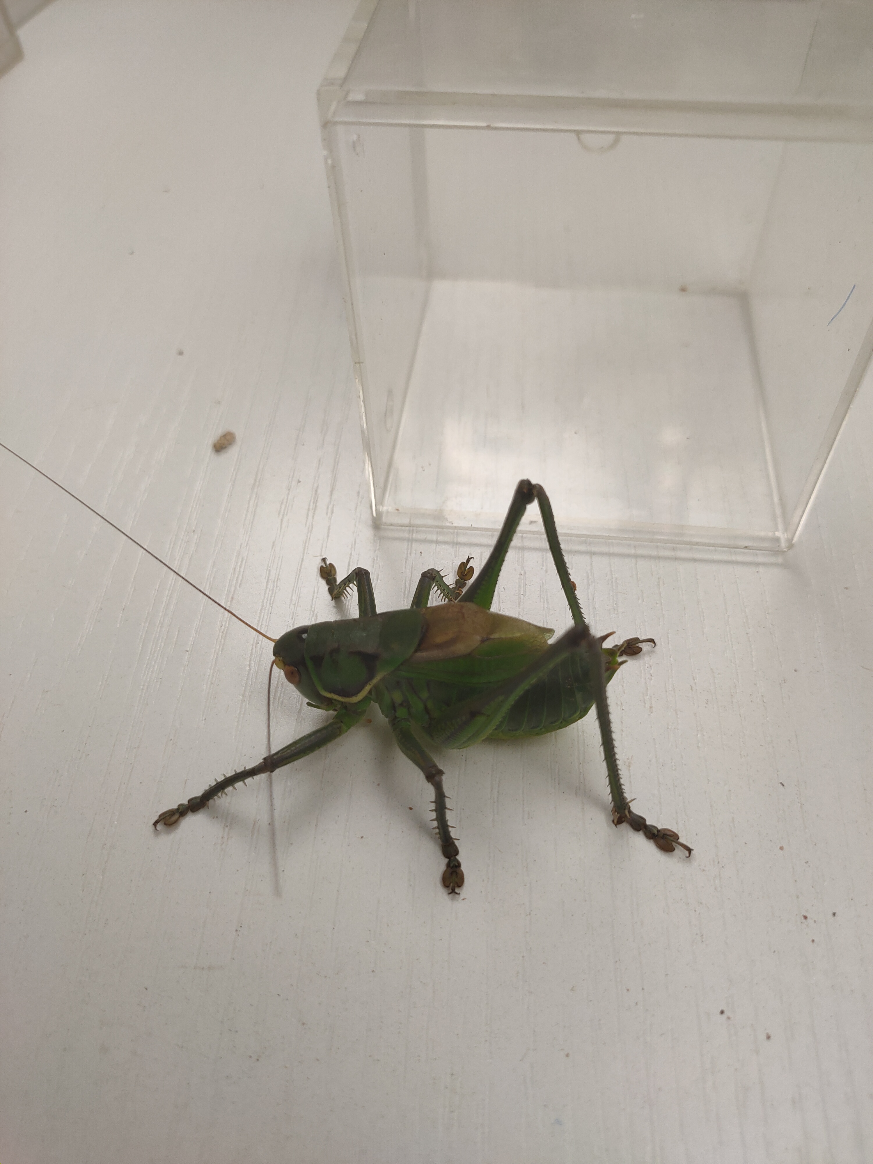 野绿蝈蝈一条包邮(直播间选铁绿小店直接拍的颜色随机您可备注)