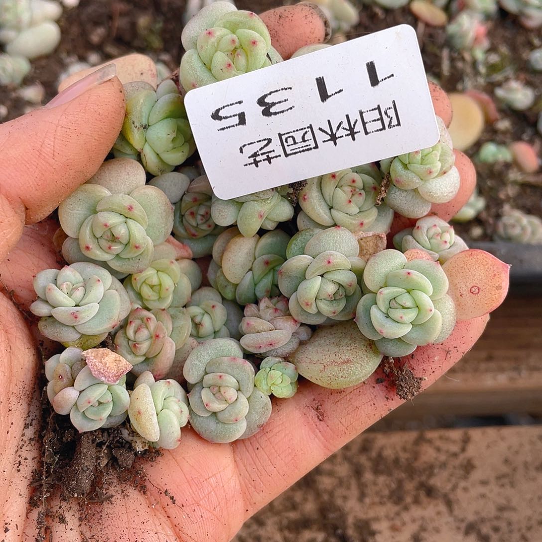 也***谁多肉植物多肉植物1135