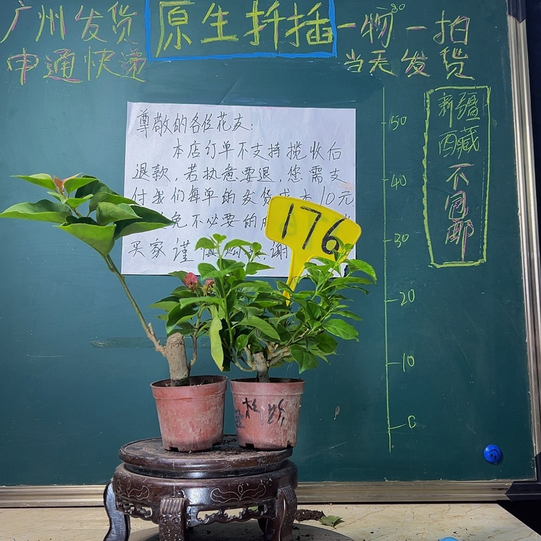 当前无花栽培后可以开花画报掌中宝 安格斯掌中宝 176