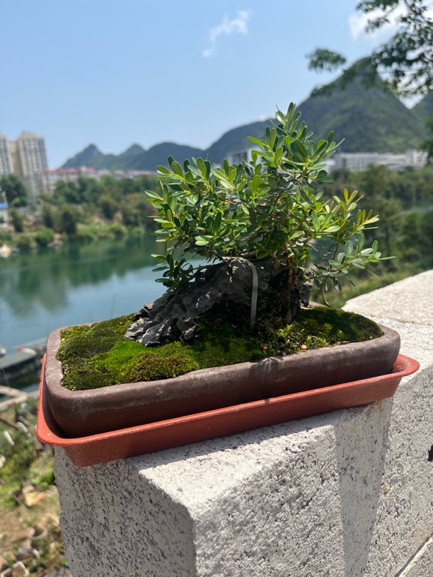 天然青龙石搭配黄杨树老桩盆景