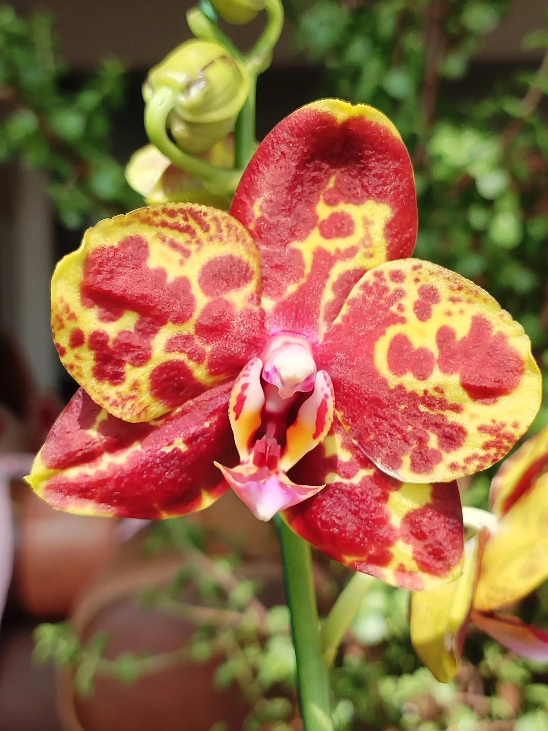 蝴蝶兰【黄蟒】6寸出剑苗