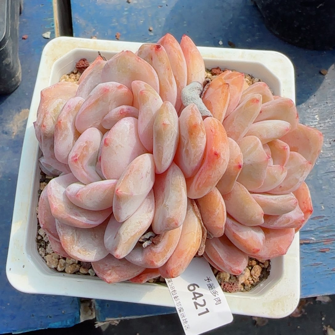 橙子，6421多肉植物