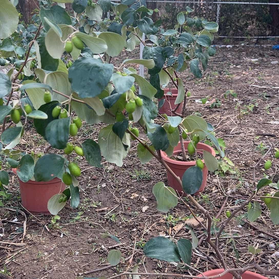 沧***粟完全开放果树果树2222