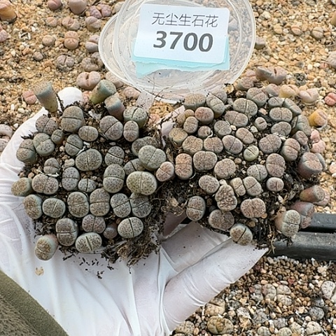 3700朝贡玉159带血点切糕特价