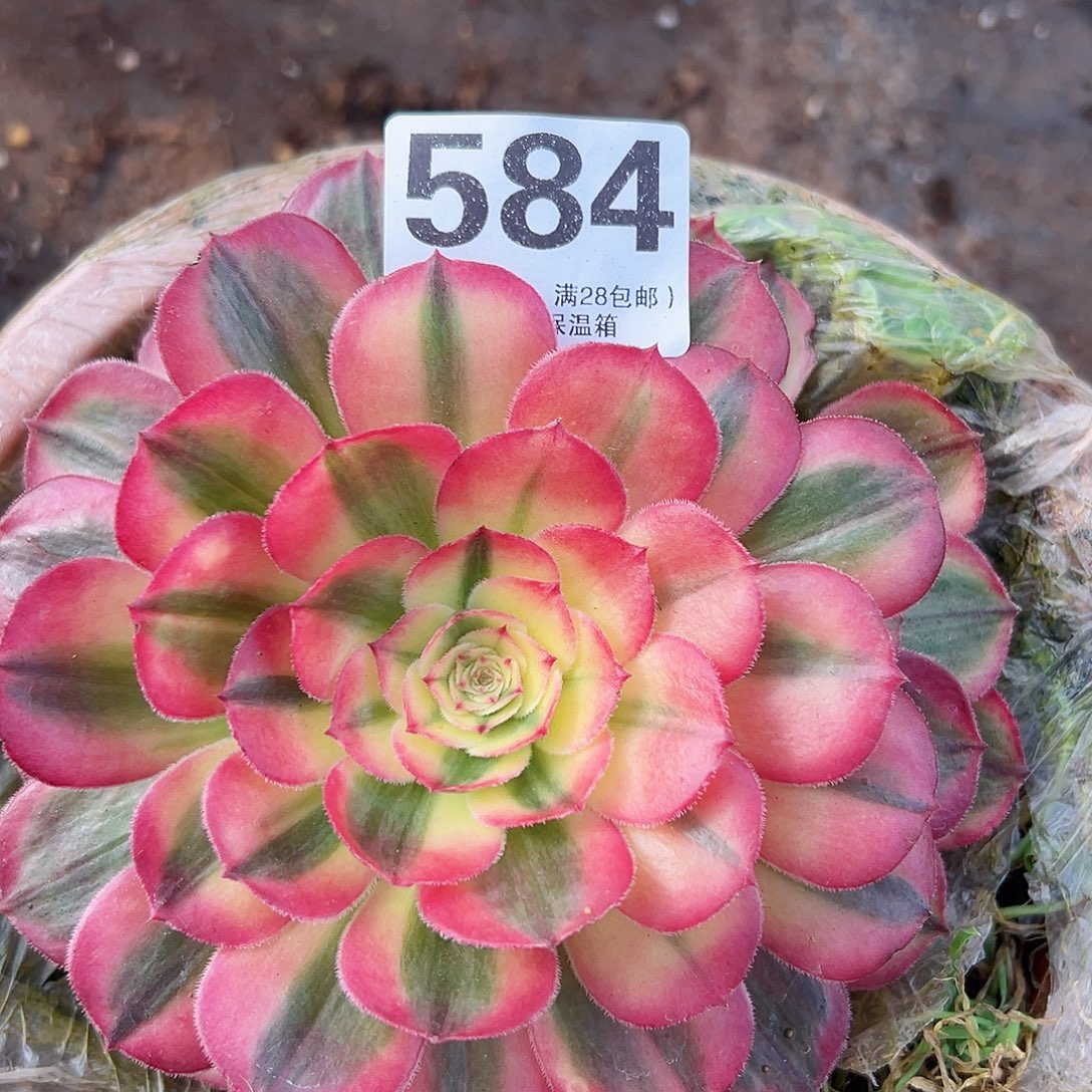 多肉植物多肉植物584