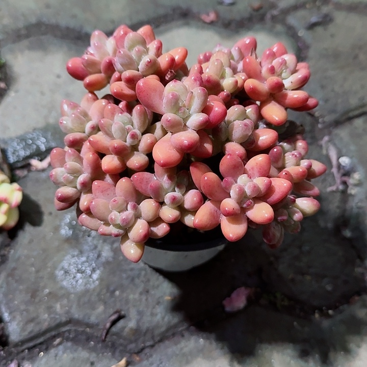 苹果美人多肉植物精品