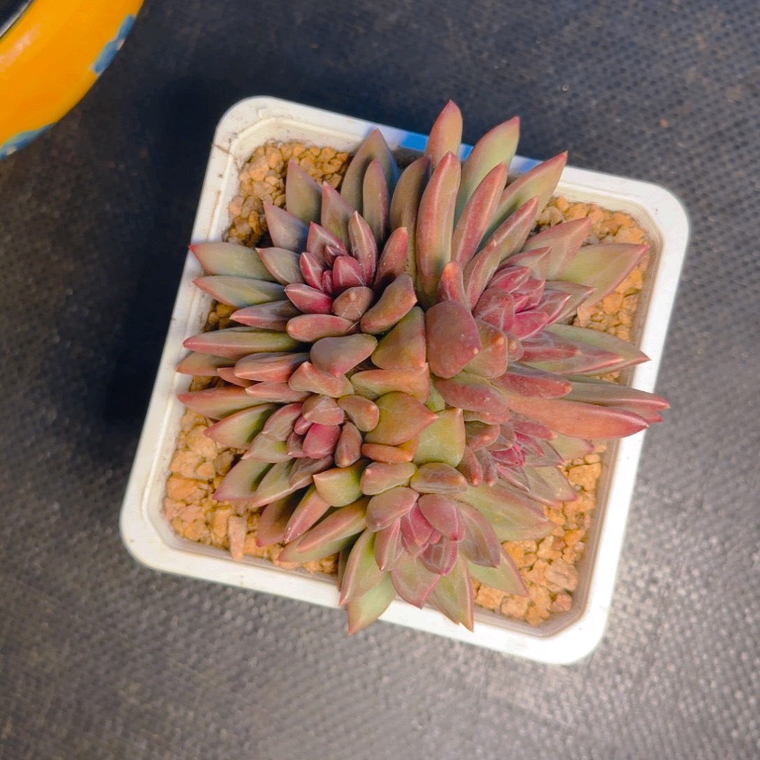 尘埃寄养11111111111111