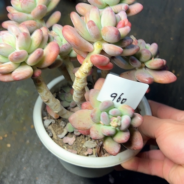 960/////////////////