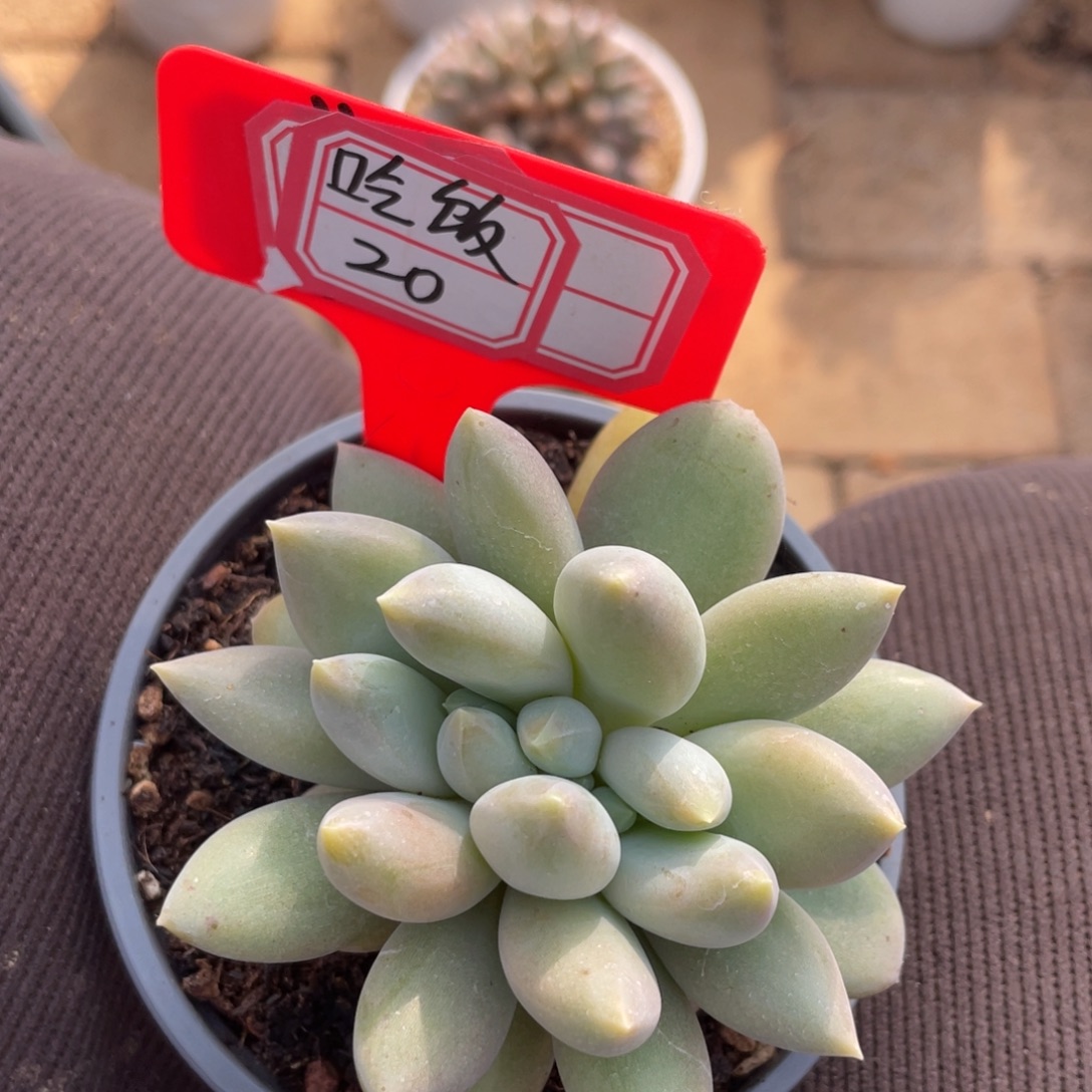 吃***我姐姐说她真的不是，吃饭20