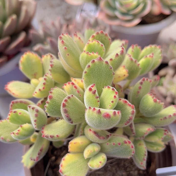 白熊2919多肉植物