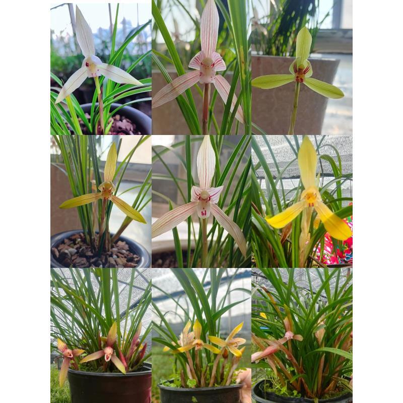 春兰幸运草原兜自然苗露天养殖兰花