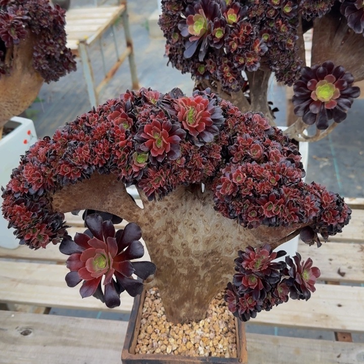 法师法师微瑕077