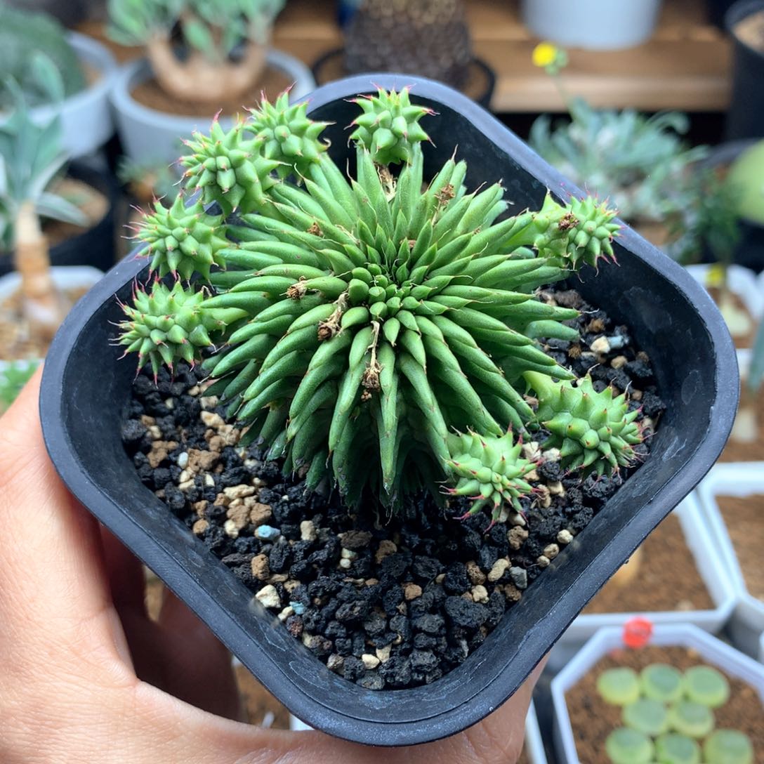 实生海胆大戟多肉脱土