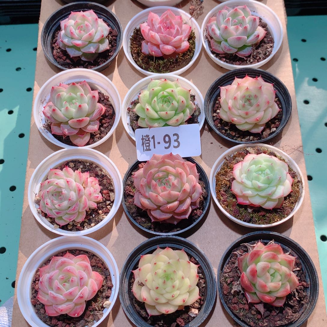 1-93一物一拍多肉带盆18颗