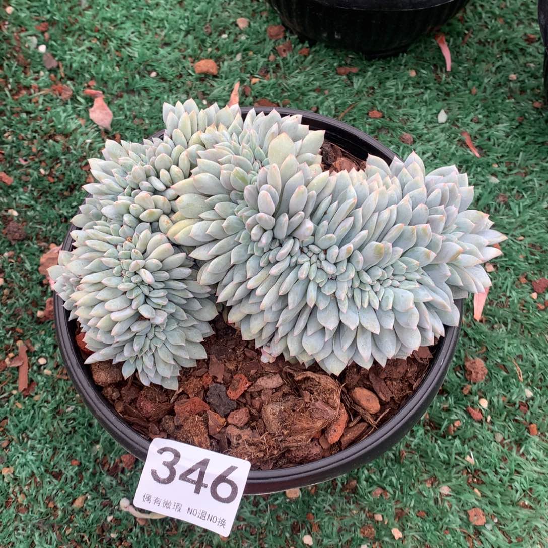 346橙子缀化多肉植物