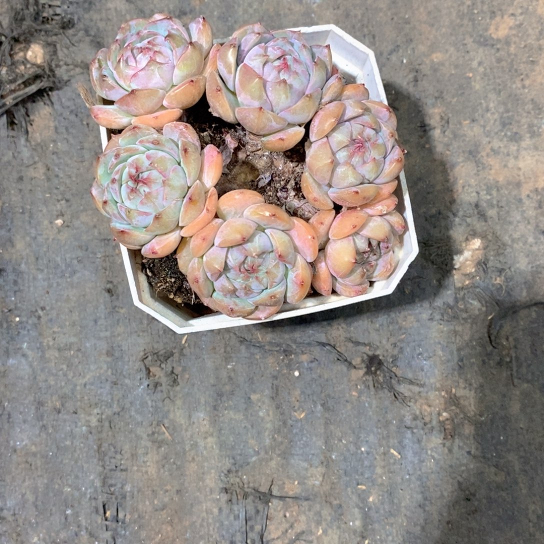 D***丽杂交多肉植物老桩多肉肉