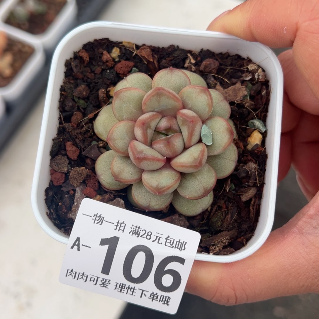 葡萄，多肉多肉多肉多肉