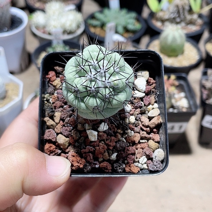 942实生帝王丸仙人球