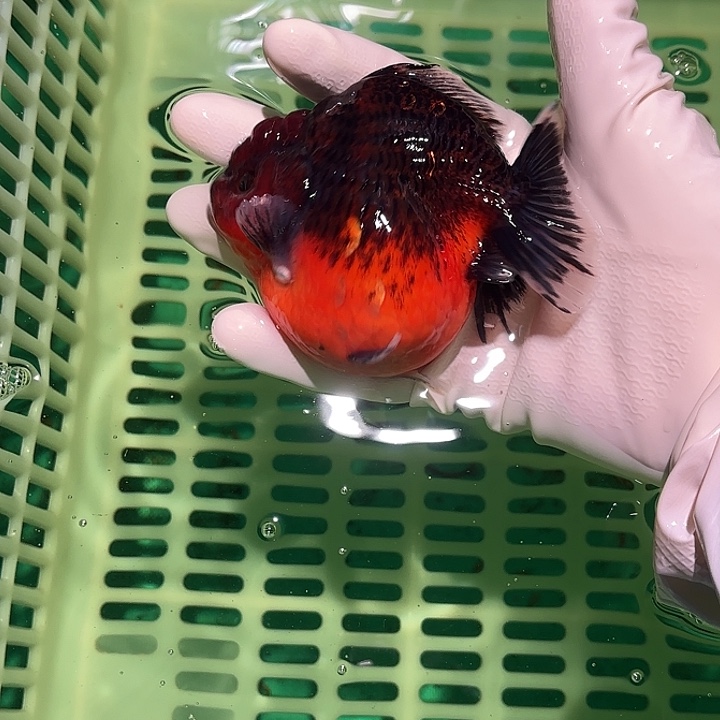 金鱼包邮45288474