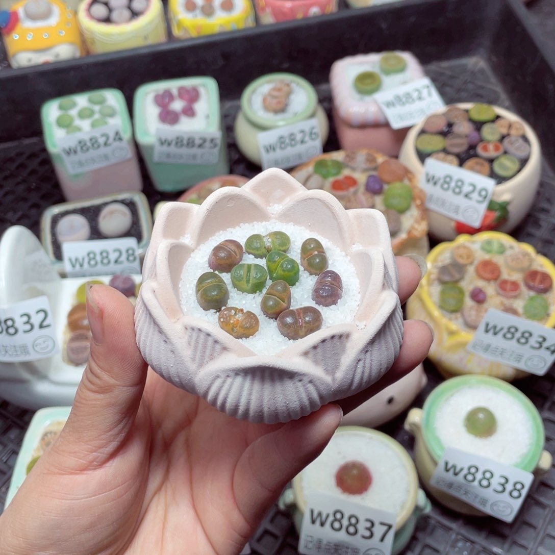 w8839 零下地区拍保温箱 -15支持寄养