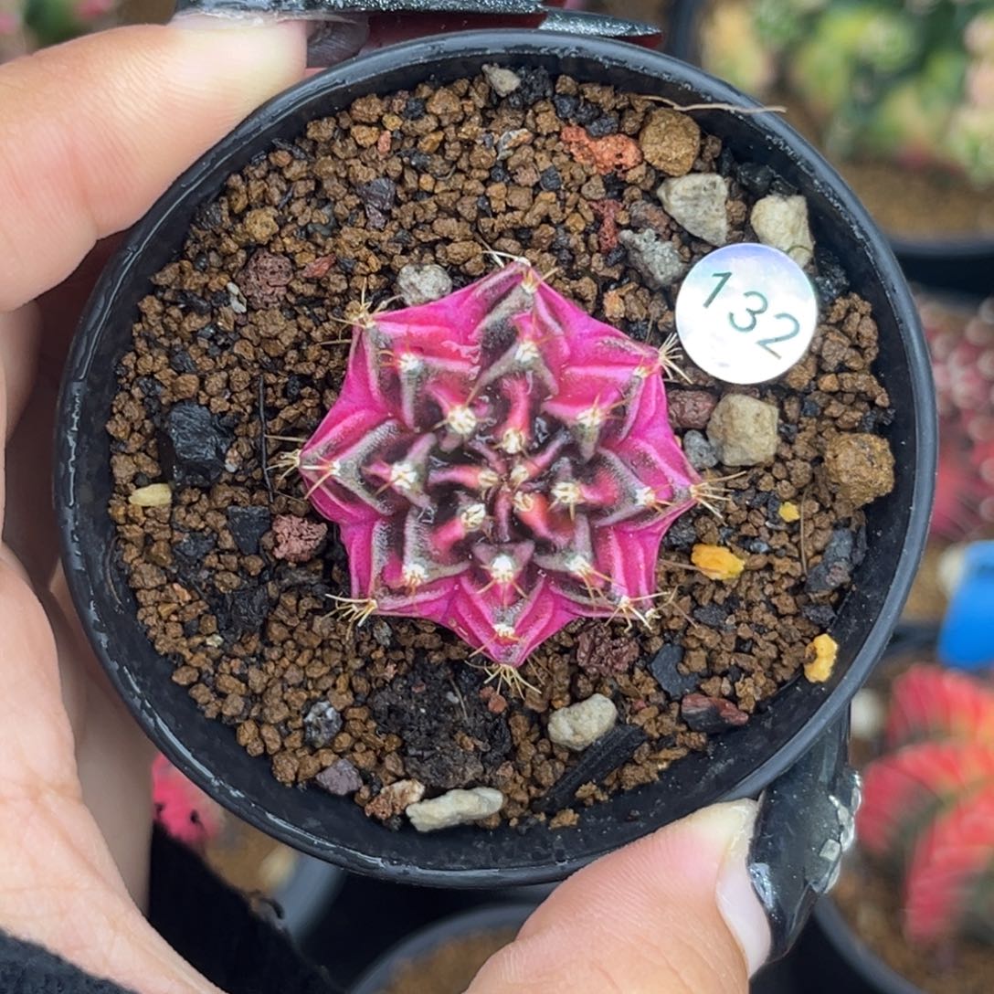 132 侧牙米哈锦 带盆土发货