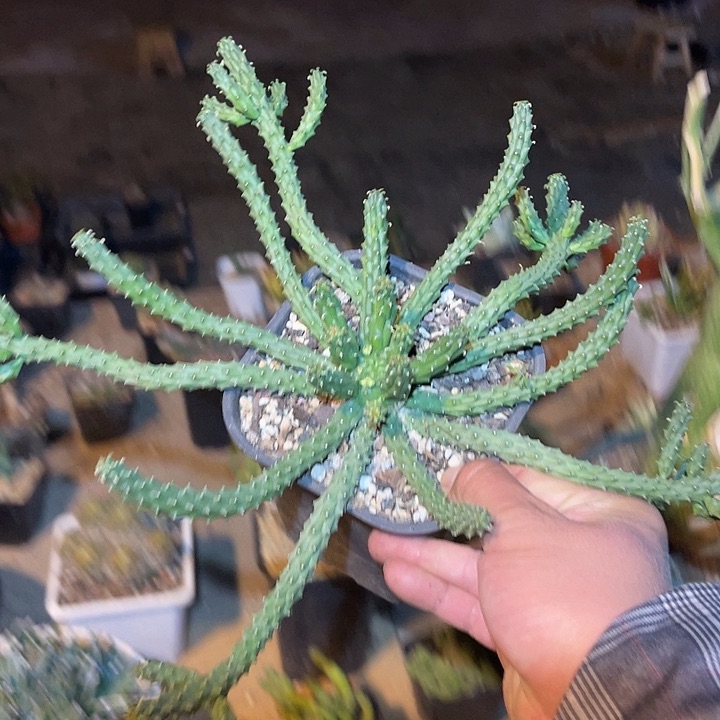 满38包邮2天凑单，脱土晾根发货多肉植物九头龙