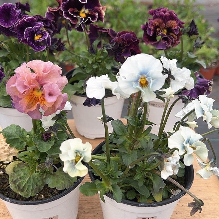 红陶抖音直播闪拍35