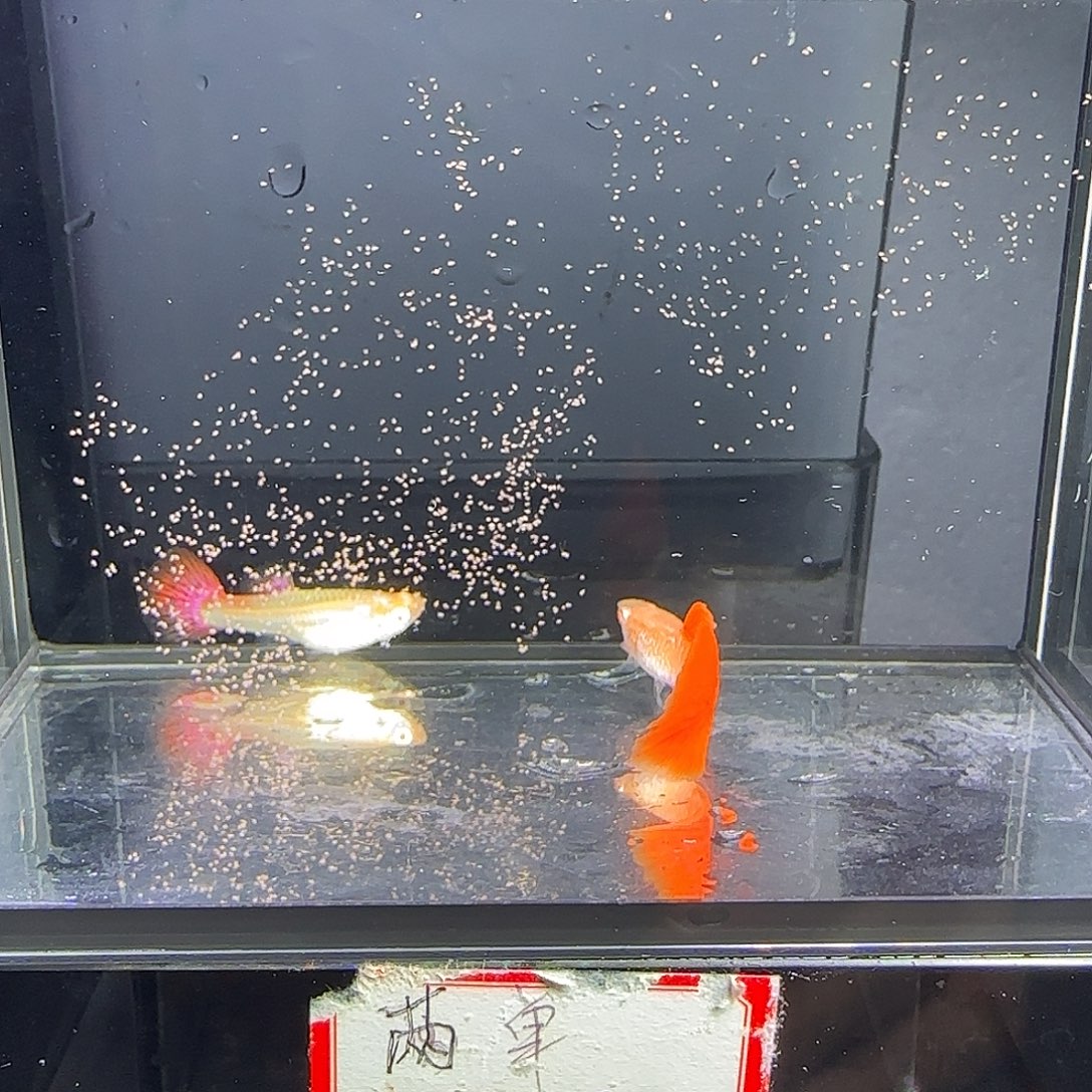 孔雀鱼蛇纹红尾一对