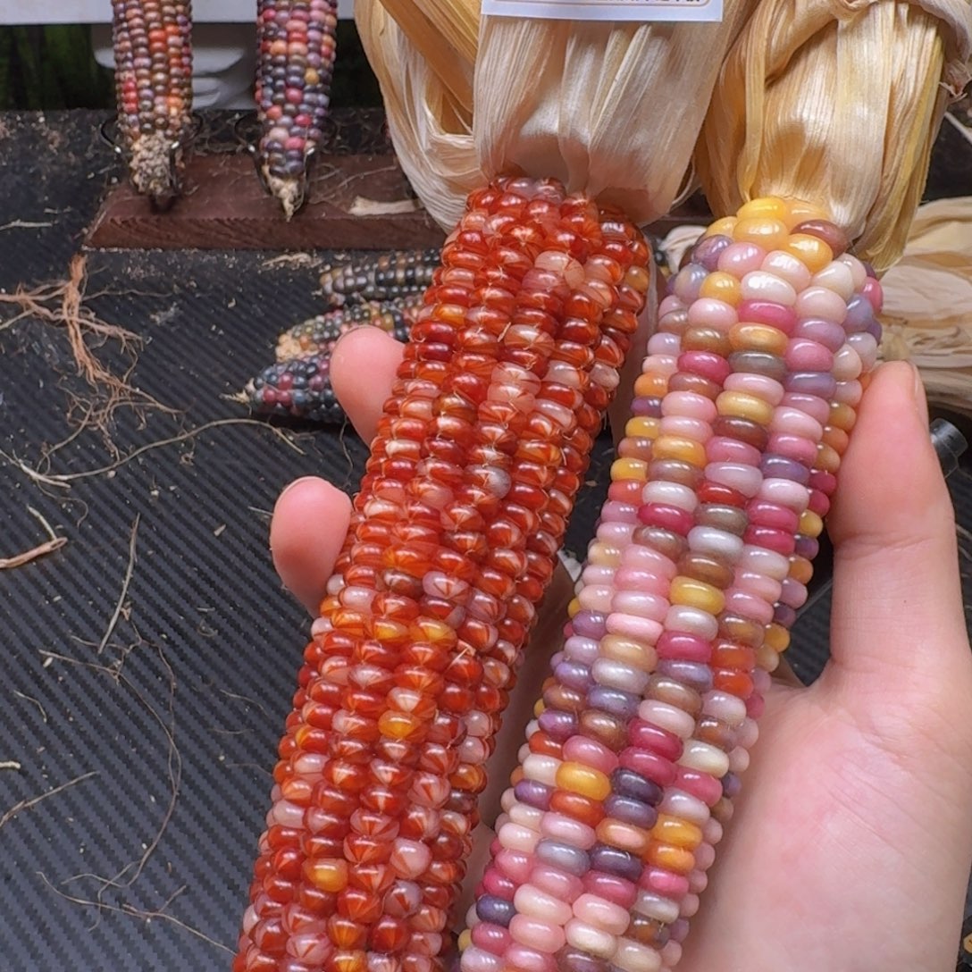 盒***子柏香籽/百香籽吊坠